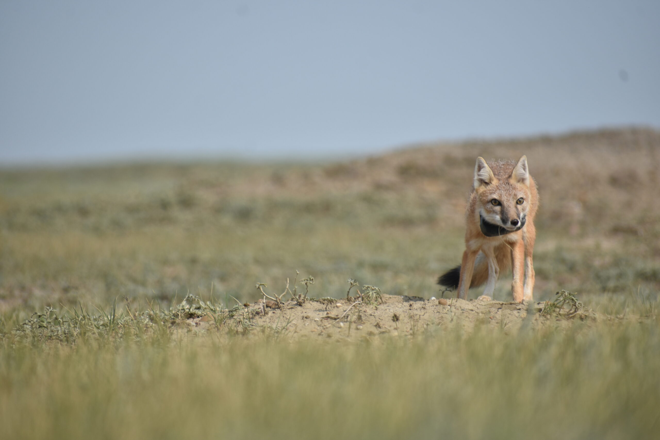 New Research Explores How Personality Affects Swift Fox Survival